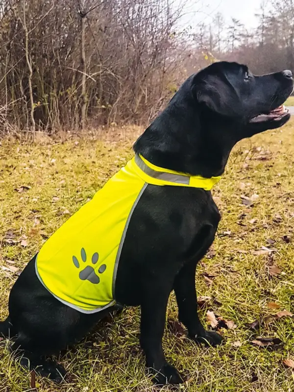 korntex safety vest for dogs